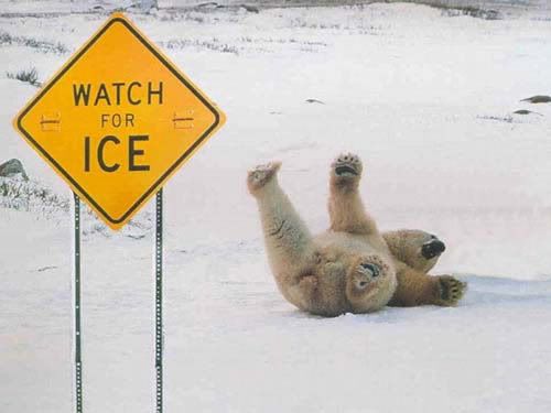 Bear falling on the ice Pictures, Images and Photos