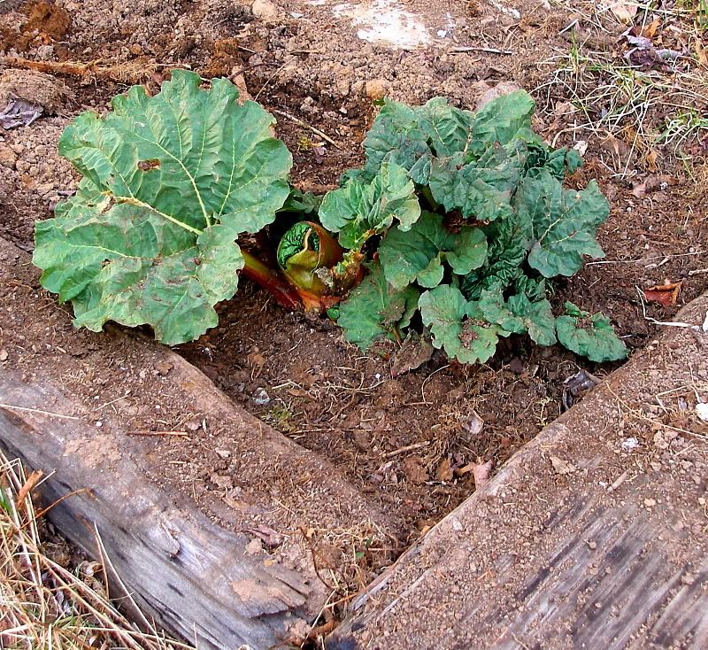 rhubarblet2
