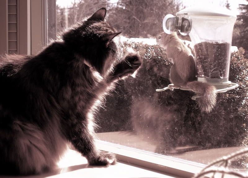 Cat and Squirrel