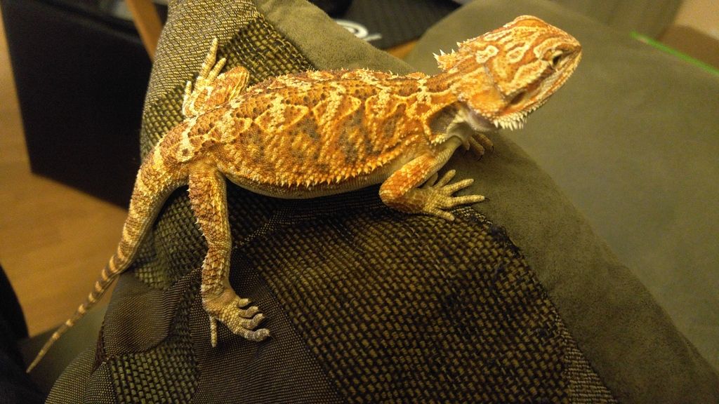 Bumps On Bearded Dragons Back Legs