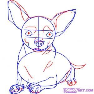 how-to-draw-a-chihuahua-step-4.jpg