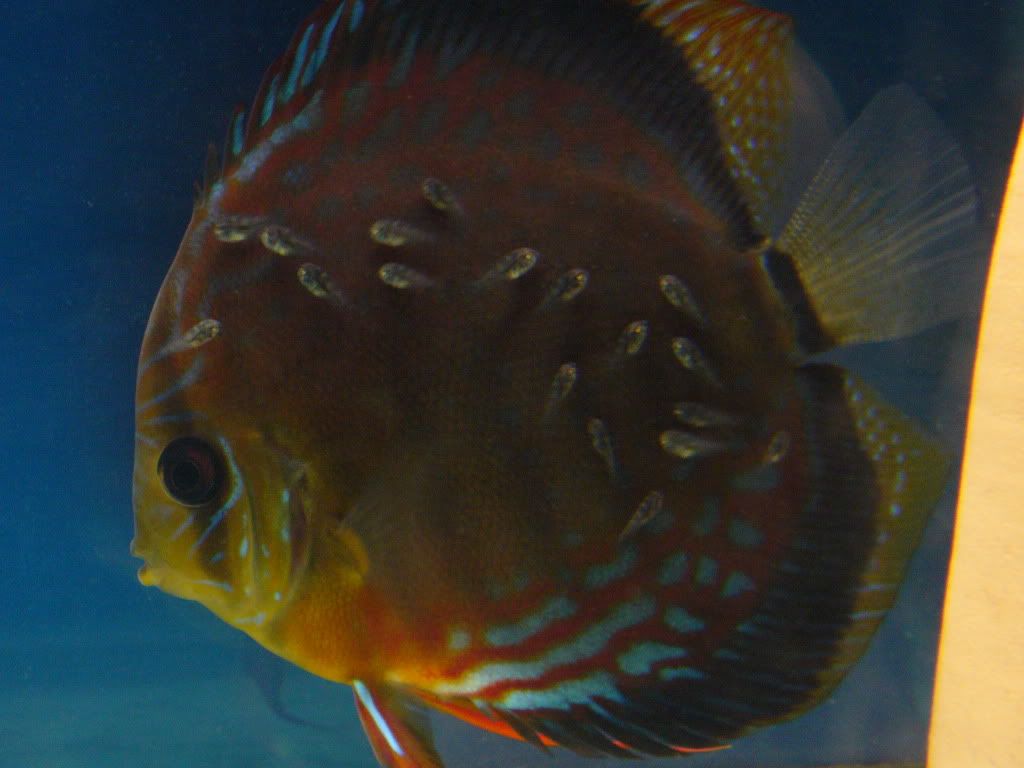 Red Scribble Discus