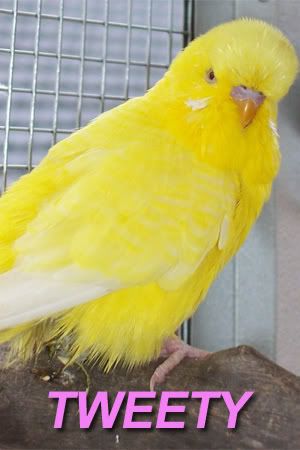TWEETY-450.jpg