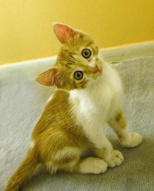 User submitted image