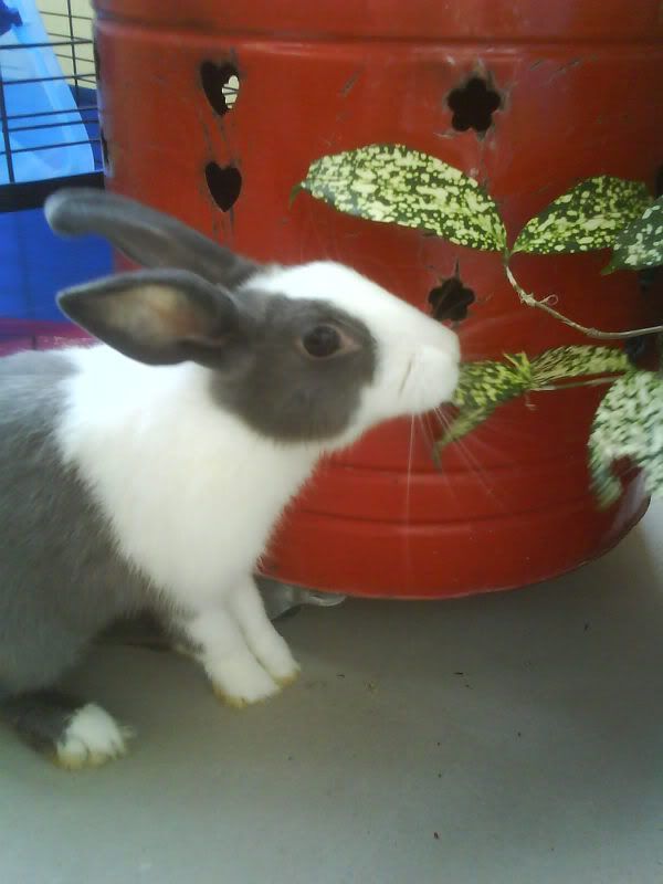 Photo Sharing and Video Hosting at Photobucket