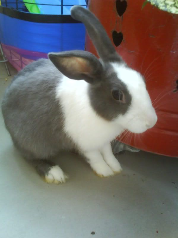 Photo Sharing and Video Hosting at Photobucket