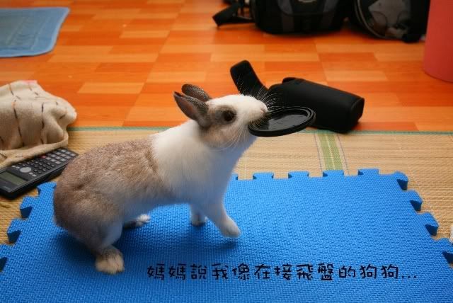 圖檔