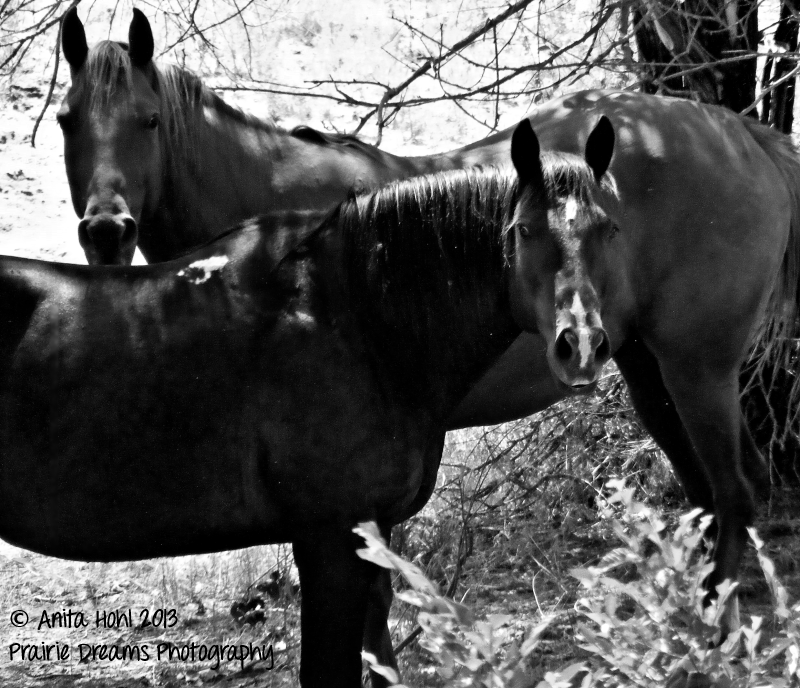  photo horses-800_zps452a21d0.png