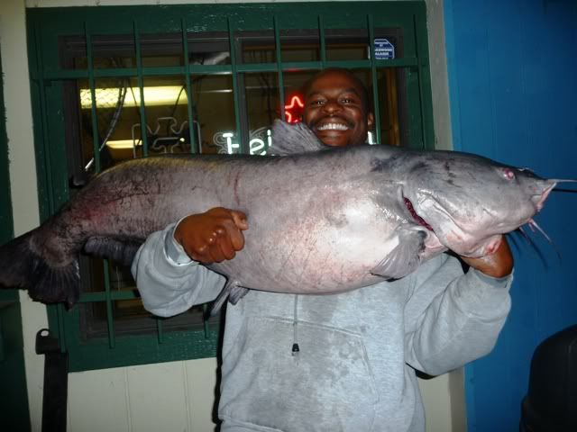 huge blue catfish