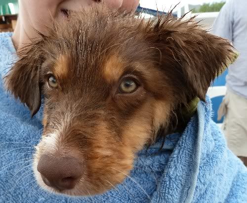 Zane glad to be drying off after swimming.  11 weeks