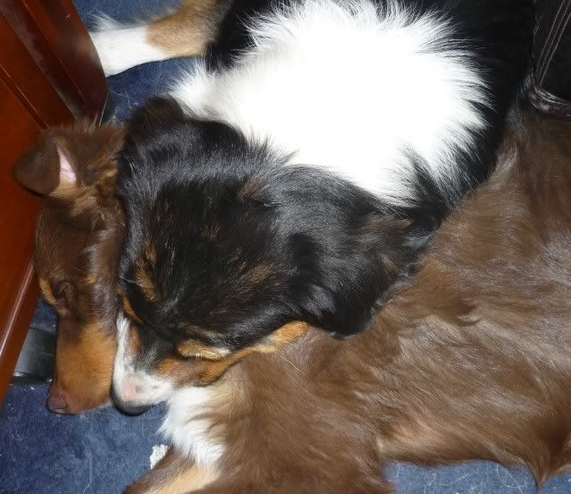 Bella and Zane napping together.