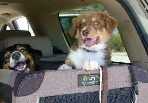 Zane, 14 weeks, and Bella at the rest stop.