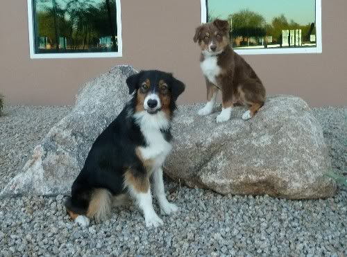 Zane, 14 weeks, and Bella in Phoenix