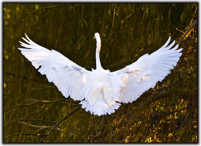 IMAGE: http://i116.photobucket.com/albums/o25/mikeassk/bird1-1.jpg