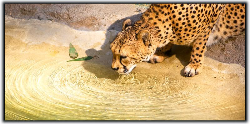 IMAGE: http://i116.photobucket.com/albums/o25/mikeassk/chetah.jpg