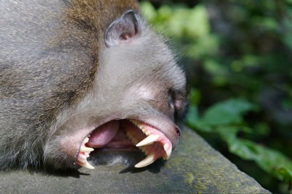 IMAGE: http://i116.photobucket.com/albums/o25/mikeassk/crazyteeth18-33-43.jpg