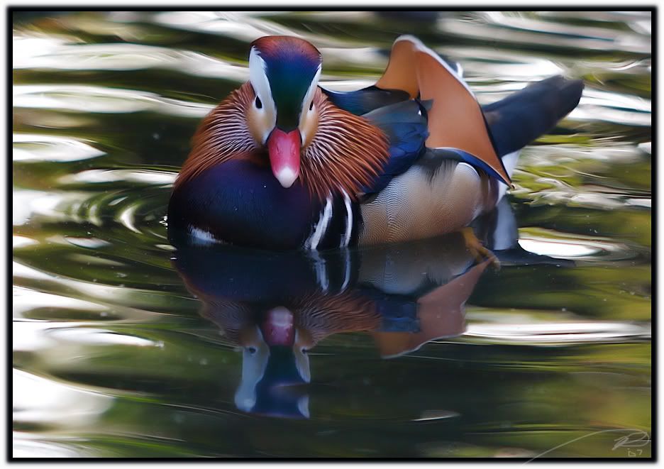 IMAGE: http://i116.photobucket.com/albums/o25/mikeassk/duckweb.jpg