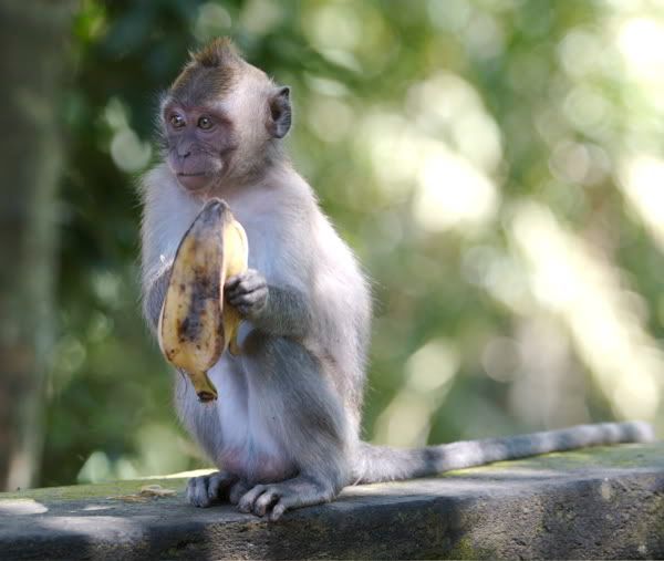 IMAGE: http://i116.photobucket.com/albums/o25/mikeassk/monk.jpg