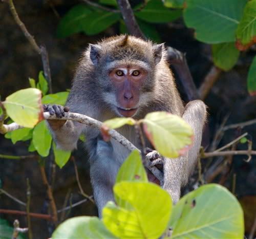 IMAGE: http://i116.photobucket.com/albums/o25/mikeassk/monkey2.jpg