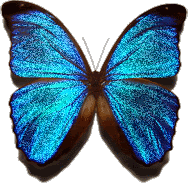 http://i116.photobucket.com/albums/o26/digitalicing/ClipArt/blue-butterfly.gif