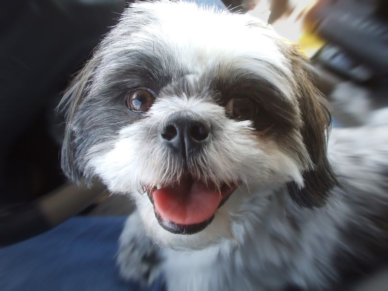 DSCF4958b,Sophie,ChoCho,Choto,Baby Girl,Brown Eyes,Shih-Tzu,Dog,Shihtzu,Chacha,Cha-Cha