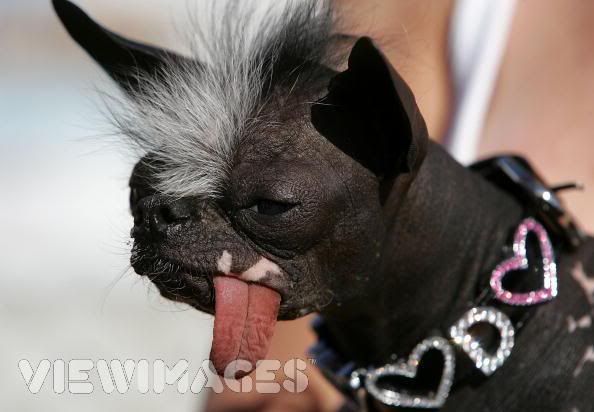 ugly cute dog Pictures, Images and Photos