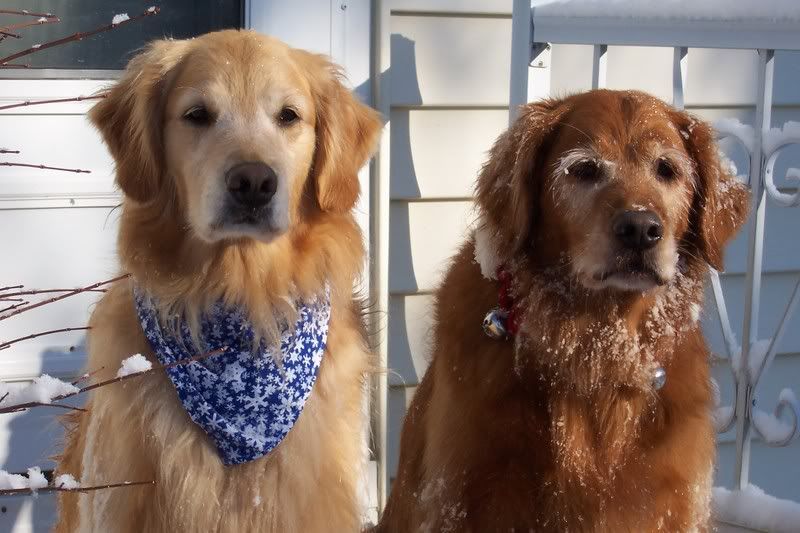 Do you make your own bandanas? Golden Retrievers Golden Retriever