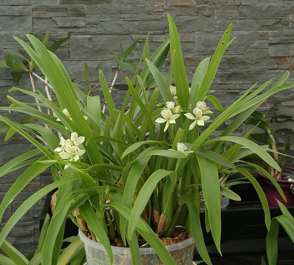 Encyclia radiata ver Belize | Slippertalk Orchid Forum