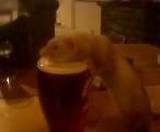 thirstyferret.jpg