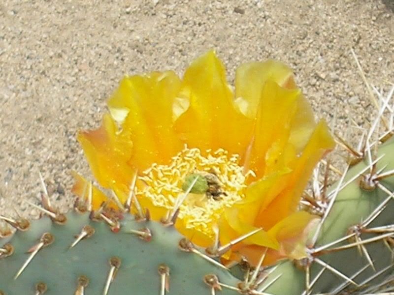 Cactus2May06.jpg