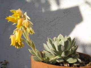 Cactusandflowers.jpg