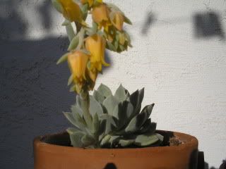 Cactusandflowers3.jpg
