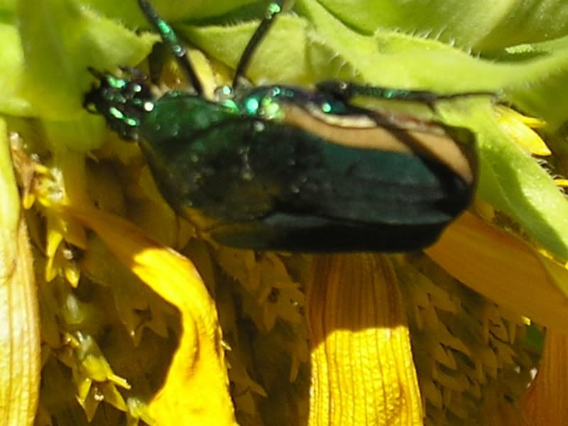 Jeweledbeetle8-11-08.jpg