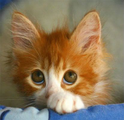 cute-kitten1.jpg