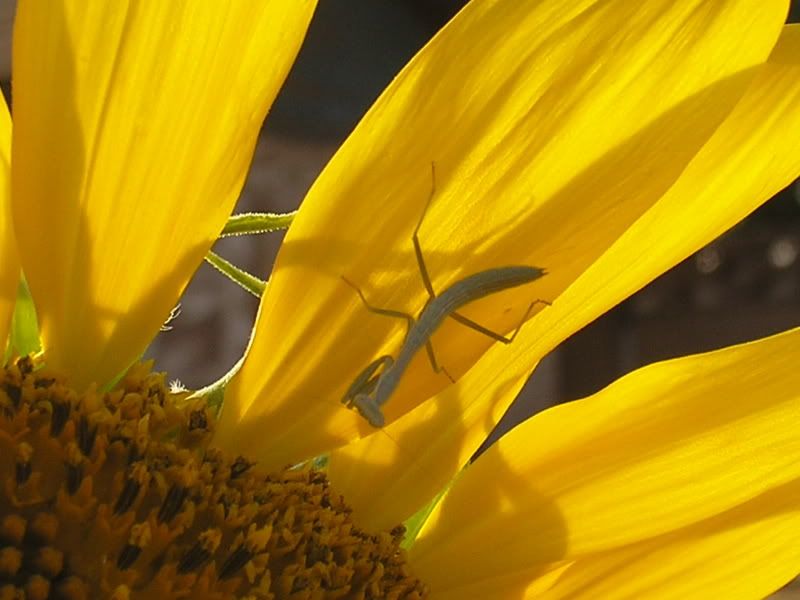 prayingmantisonsunflower7-16-08004.jpg