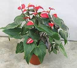 Anthurium, Tanaman Ajaib