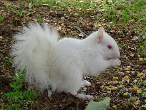 albino Pictures, Images and Photos