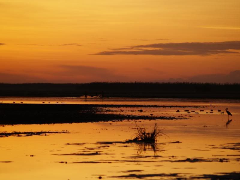 wetlands sunrise