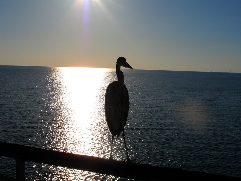 Birdshadow.jpg