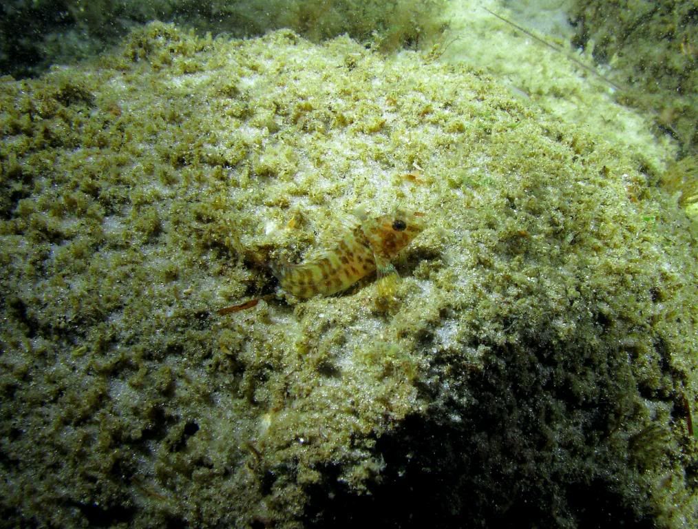 Blenny-1.jpg