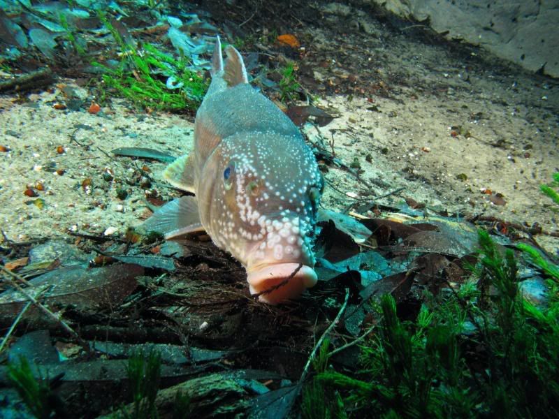 FishUpClose.jpg