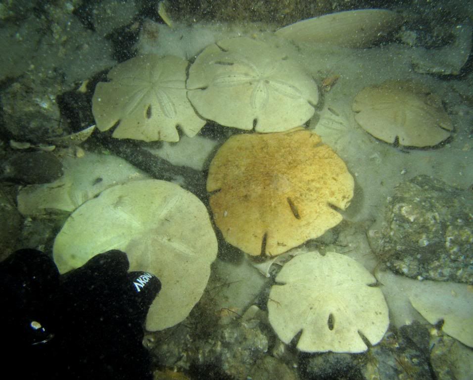 SandDollars.jpg