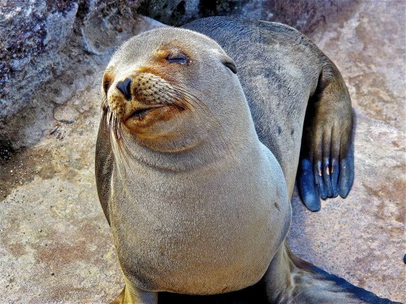 Sealface.jpg