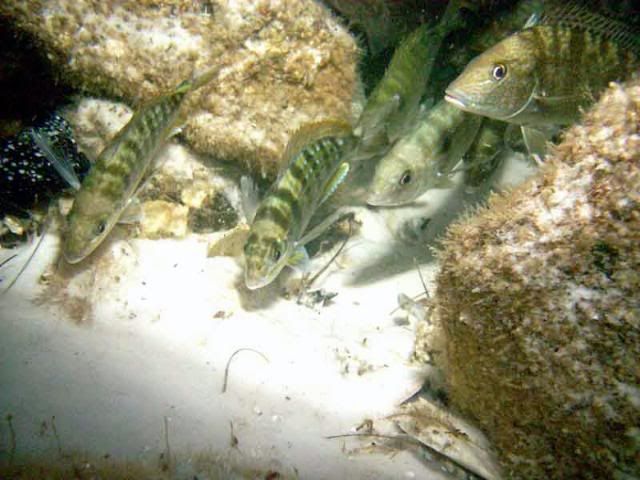 anchorfish.jpg