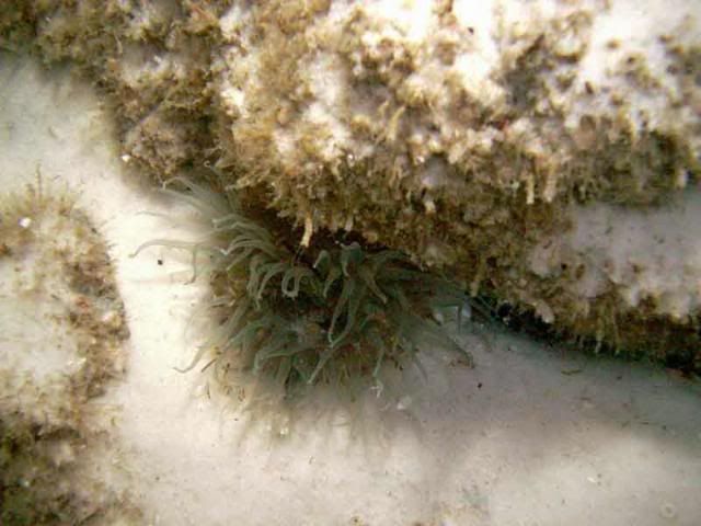 anenome.jpg