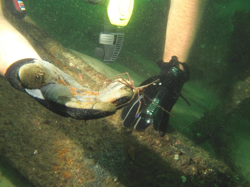 arrowcrabbill.jpg