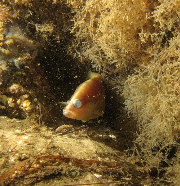 bugeyedfish.jpg