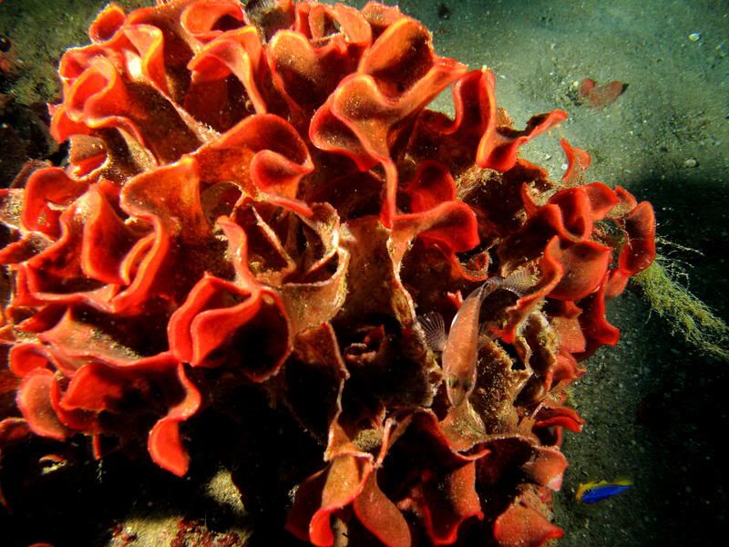 coralfish.jpg