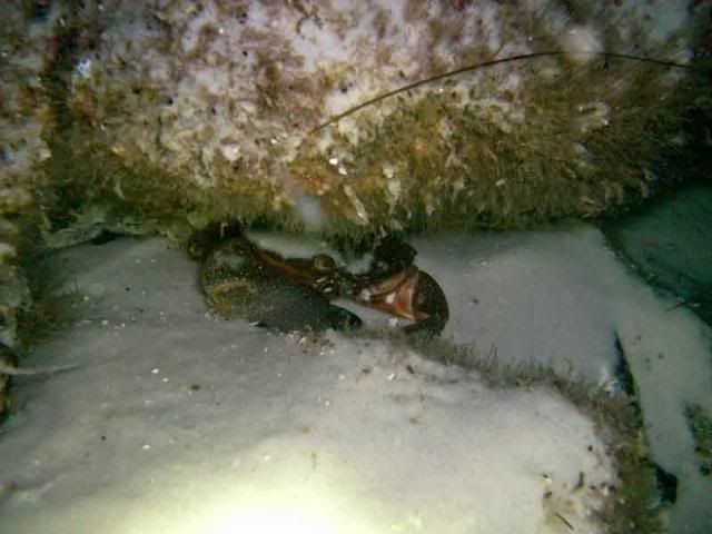 crab.jpg