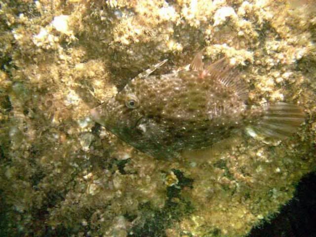filefish.jpg